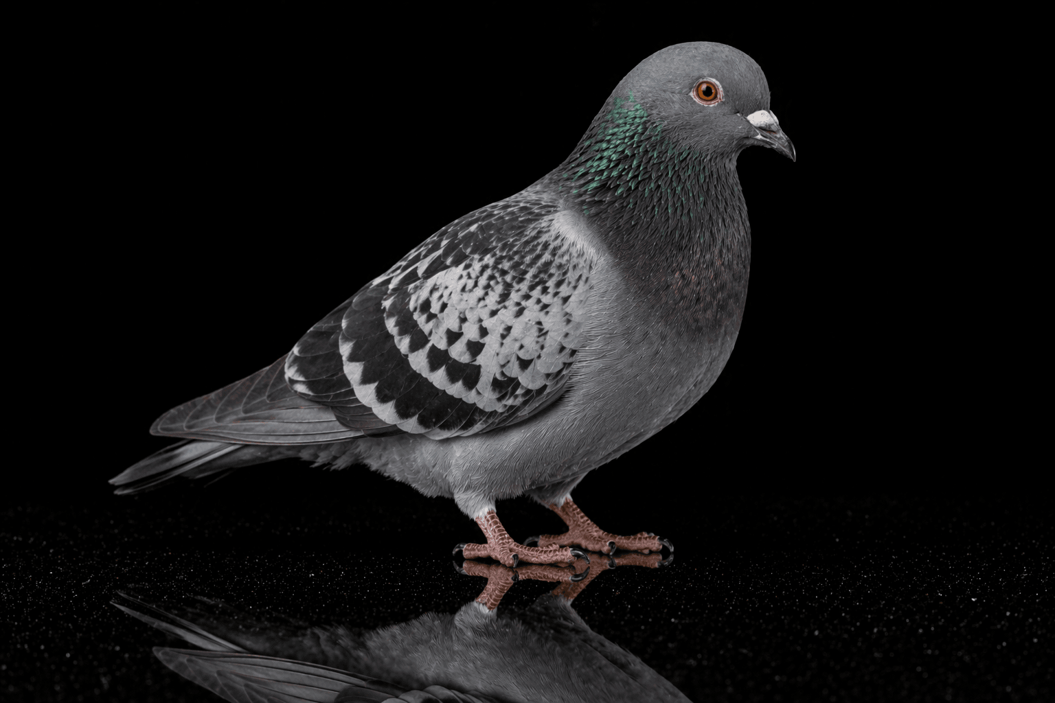 Pigeons urbains