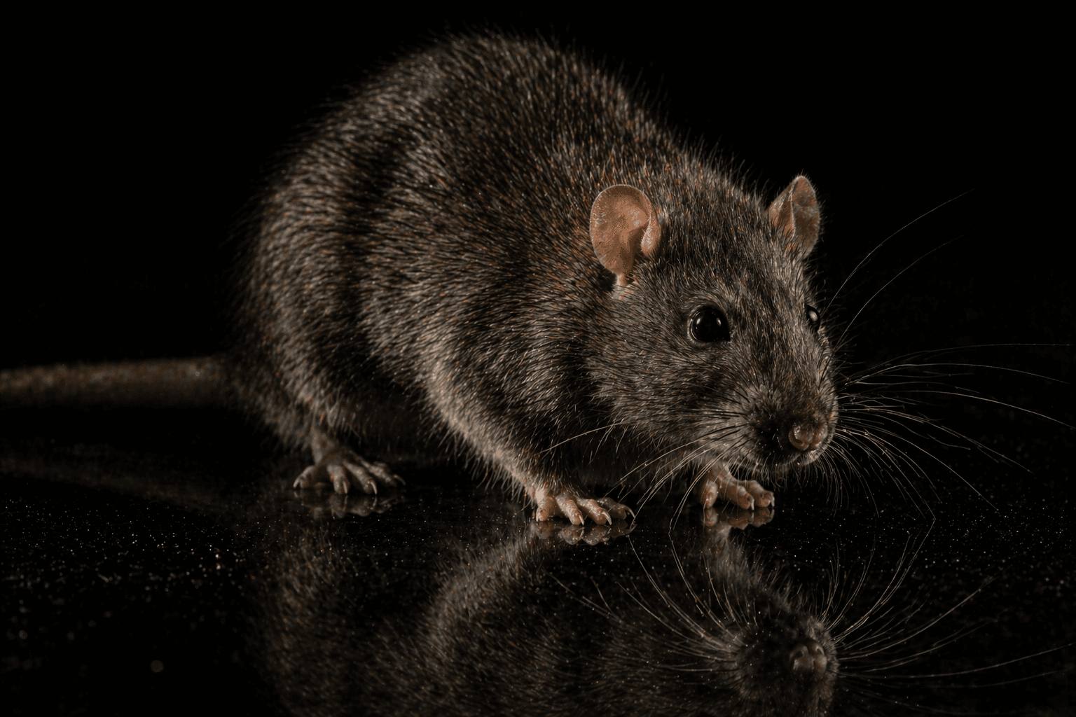 Rongeurs — rat brun