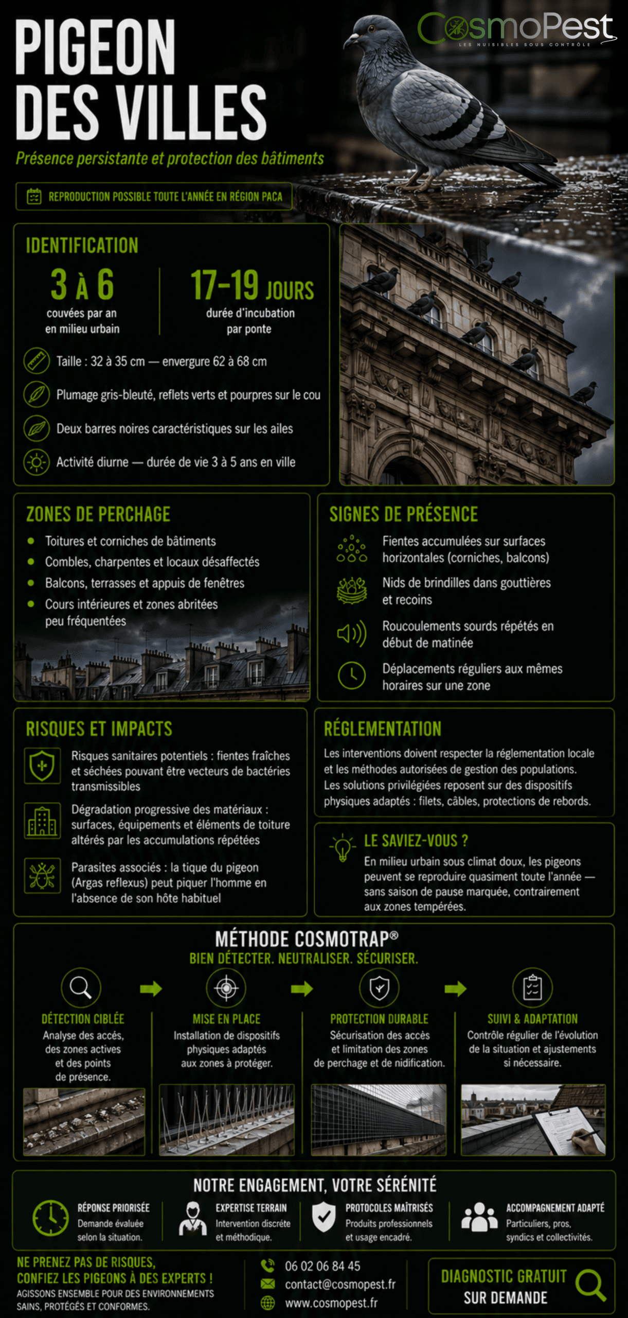 Infographie dépigeonnage pigeon des villes — CosmoPest Alpes-Maritimes