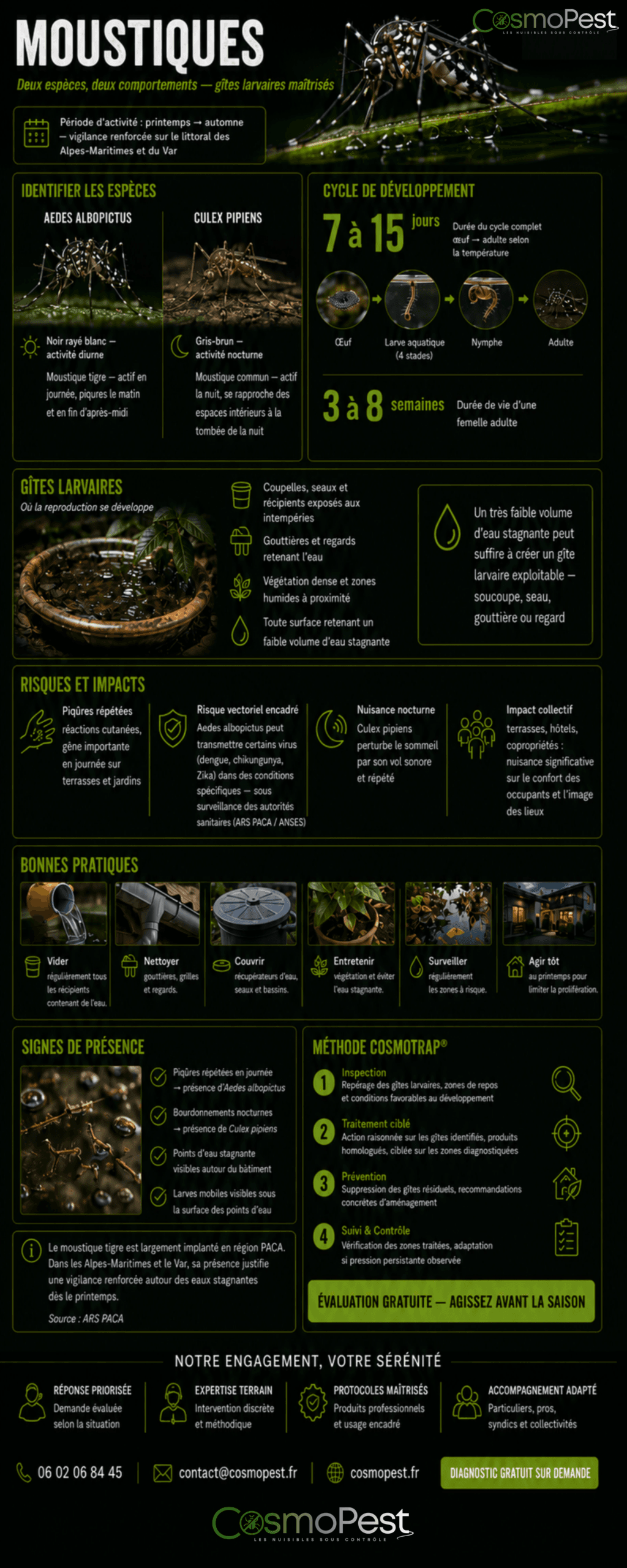 Infographie moustiques — identification, cycle et gîtes larvaires — CosmoPest Alpes-Maritimes