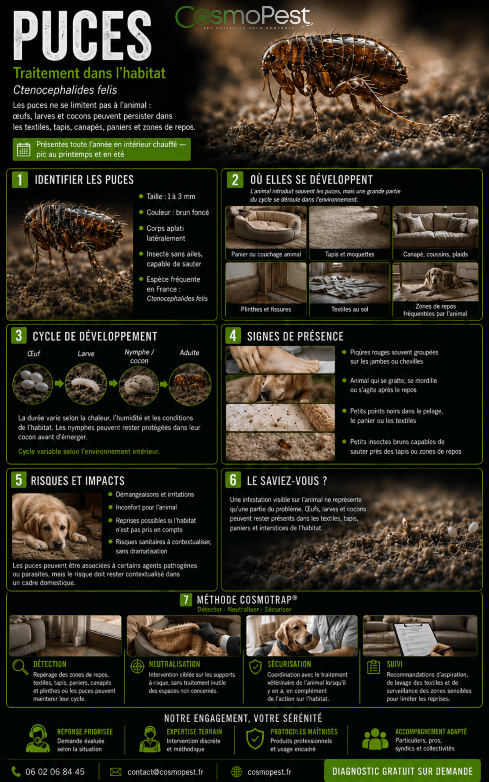 Fiche infographie CosmoPest sur les puces : identification, cycle, zones et méthode