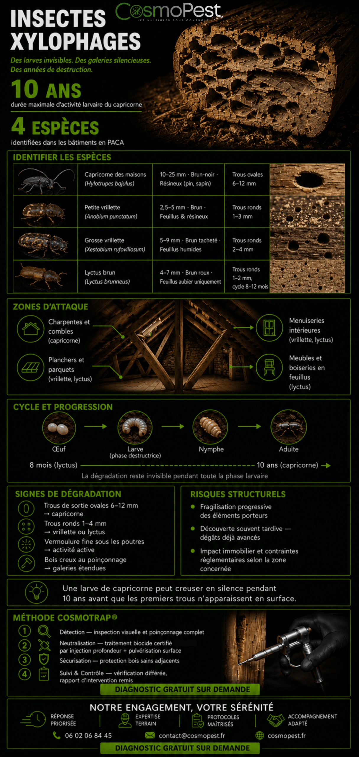 Fiche infographie insectes xylophages CosmoPest — capricorne vrillette lyctus