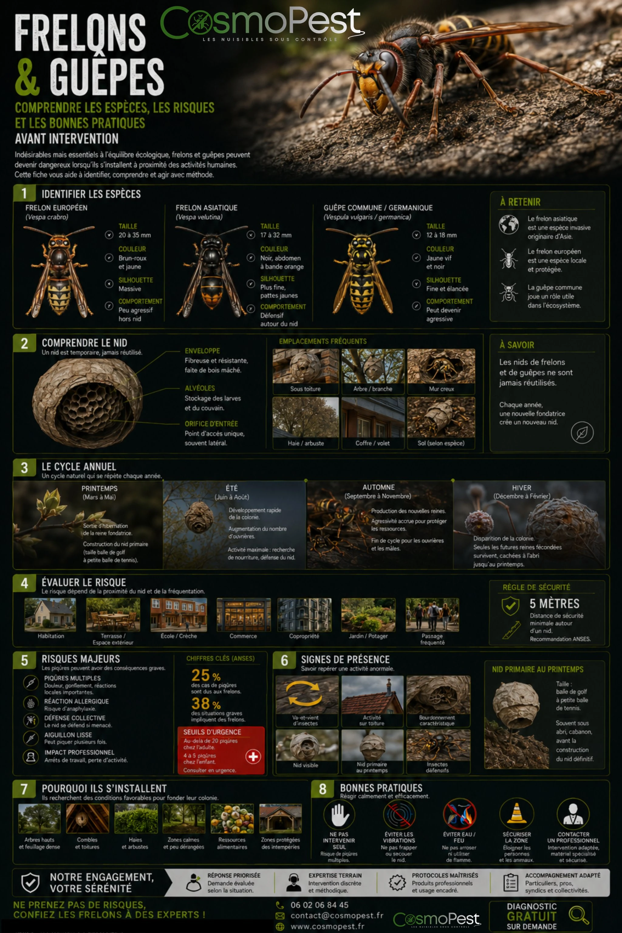 Infographie frelons guêpes — identification et traitement CosmoPest Alpes-Maritimes